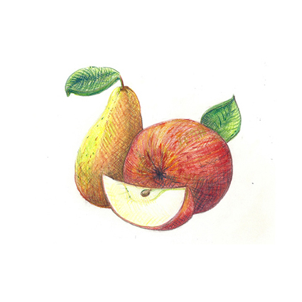 Zeichnung Apfel mit Apfelscheibe und Birne